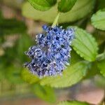 Ceanothus arboreus 花