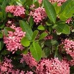 Ixora chinensisFloro