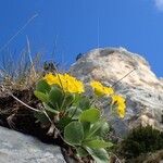 Primula auricula आदत