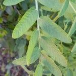 Vicia nigricans Blatt