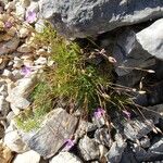 Dianthus pungens Habitus