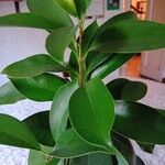 Ficus microcarpa Fulla