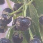 Aristotelia chilensis Fruchs