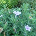 Ruellia humilis Folla