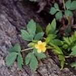 Ranunculus fascicularis Habitus