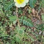 Tribulus zeyheri Habit