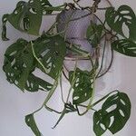 Monstera adansoniiFoglia