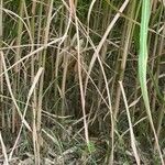 Miscanthus × longiberbis Bark