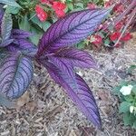 Strobilanthes auriculataपत्ता