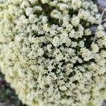 Galium megalospermum Λουλούδι