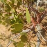 Arctostaphylos patula 葉