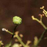 Trichilia cipo Fruit