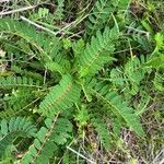 Astragalus boeticusLeaf