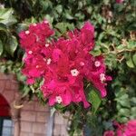 Bougainvillea glabraFlor