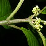 Besleria flavovirens Casca