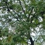 Anadenanthera colubrina ശീലം