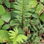 Polystichum aculeatum Blad