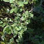 Guiera senegalensis Habit