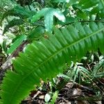 Gleichenella pectinata Leaf