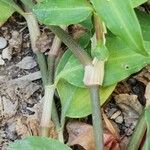 Commelina erecta Bark