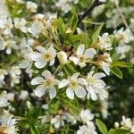 Prunus fruticosa Flower