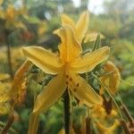 Rhododendron luteumफूल