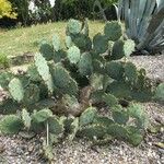 Opuntia engelmanniiFolla