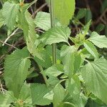 Leonotis nepetifolia Blad