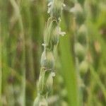 Aegilops ventricosa Flower