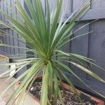 Cordyline indivisa পাতা