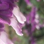 Salvia leucanthaFlor