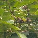 Holarrhena pubescens Fruit