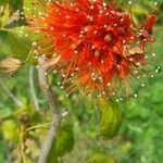 Greyia flanaganii Flor