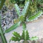 Euphorbia antiquorum Leaf