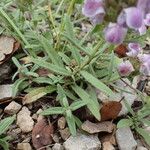 Prunella hyssopifolia Yaprak