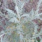 Descurainia millefolia Liść