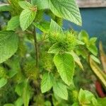Acalypha aristata Hoja
