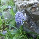Hyacinthoides italica Flors