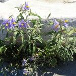 Solanum elaeagnifolium Habit