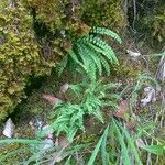 Asplenium trichomanes-ramosum Habit