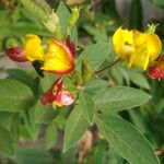 Cajanus cajan Flower