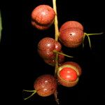 Alchornea latifolia Fruit