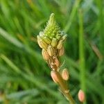 Bulbine frutescens Blad