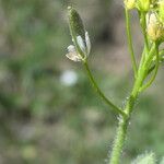 Draba nemorosa Fruit