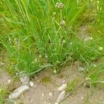 Plantago ovata その他の提案