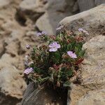 Erodium corsicum Çiçek