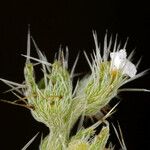 Pectocarya setosa Flower