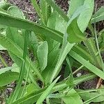 Pilosella cymosa Leaf