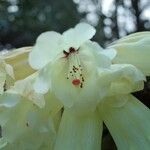 Rhododendron macabeanum Çiçek