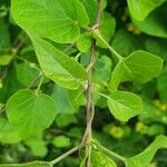 Cynanchum insipidum Blatt